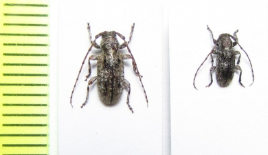 Acartus hirtus  Namibia - INSECTS-STORE.RU