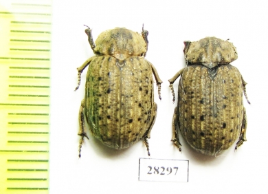 Omorgus sp.  Argentina - INSECTS-STORE.RU