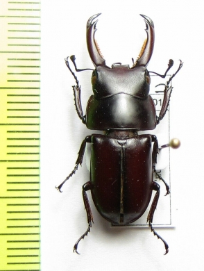 Macrodorcas melliana  China, Guangdong prov. - INSECTS-STORE.RU