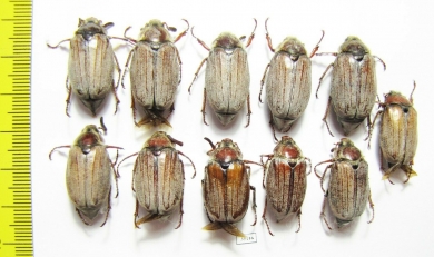 Melolontha hippocastani  Russia, Tver reg. - INSECTS-STORE.RU