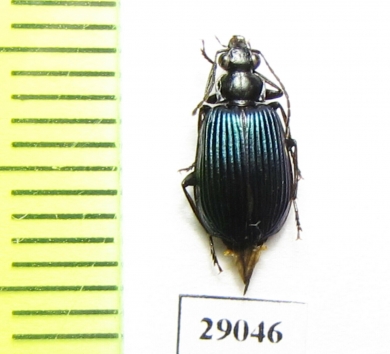 Carabidae sp.  Tanzania - INSECTS-STORE.RU