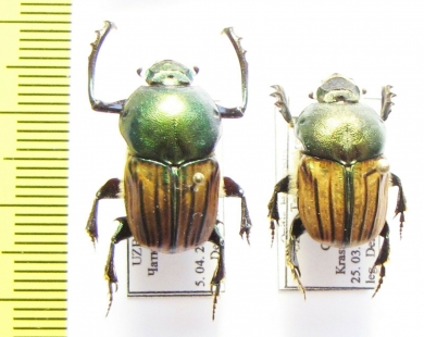 Onitis humerosus, pair  Uzbekistan - INSECTS-STORE.RU