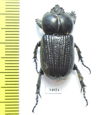 Phileurini sp.  Ecuador - INSECTS-STORE.RU