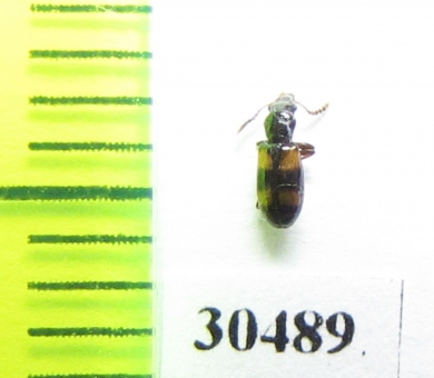 Salpingidae sp.  Madagascar - INSECTS-STORE.RU