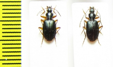 Carabidae sp.  South Africa Rep. - INSECTS-STORE.RU