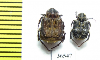 Valginae sp.  Indonesia, Kalimantan - INSECTS-STORE.RU