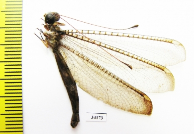 Ascalaphidae sp.  Ecuador - INSECTS-STORE.RU