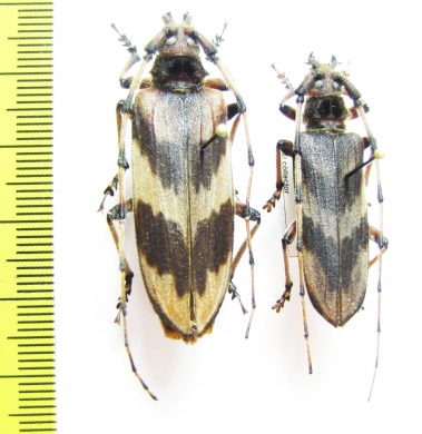 Oplatocera sp.  Thailand - INSECTS-STORE.RU