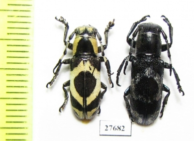 Callimetopus illecebrosus  Indonesia, Sulawesi - INSECTS-STORE.RU