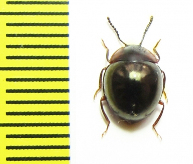 Tenebrionidae sp.  Vietnam - INSECTS-STORE.RU