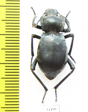 Cyphogenia aurita  Kazakhstan - INSECTS-STORE.RU