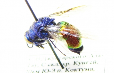 Chrysididae sp.  Kirgizstan - INSECTS-STORE.RU