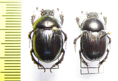 Phelotrupes laevistriatus  Russia, Kunaschir isl. - INSECTS-STORE.RU