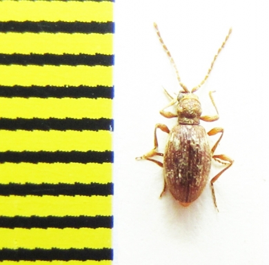 Ptinidae, Ptinus bicinctus  Belorussia - INSECTS-STORE.RU