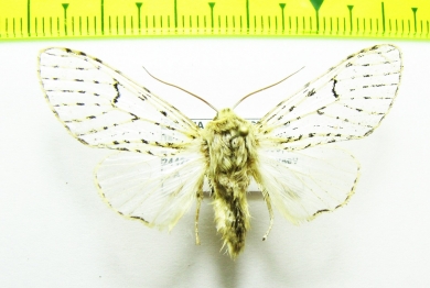 Erebidae sp.  Bolivia - INSECTS-STORE.RU