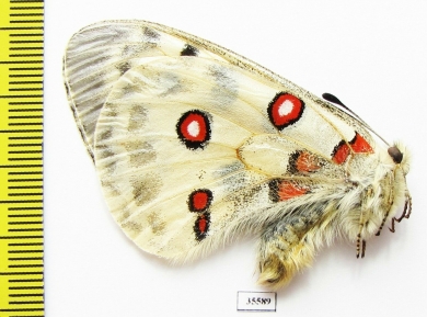 Parnassius actius limicola  Russia, Bashkiria reg. - INSECTS-STORE.RU