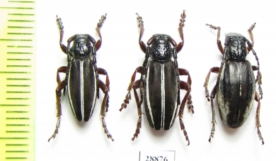 Dorcadion scabricolle, pair  Azerbaijan - INSECTS-STORE.RU