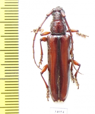 Cerambycidae sp.  Ecuador - INSECTS-STORE.RU