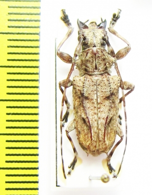 Cerambycidae sp.  Peru - INSECTS-STORE.RU