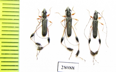 Coremia sp.  Argentina - INSECTS-STORE.RU