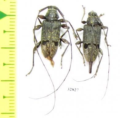 Cerambycidae sp., pair  Mexico - INSECTS-STORE.RU