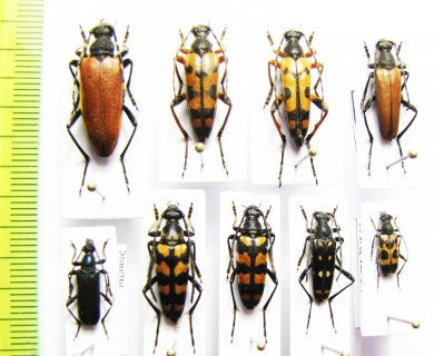Corymbia variicornis, Rutpela maculata, Anoplodera cyanea, Judolia parallelopipeda, Leptura quadrifasciata, L.duodecimguttata, L.nigripes - INSECTS-STORE.RU