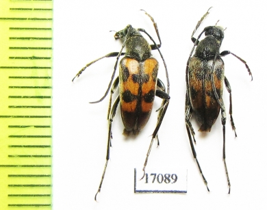 Pachytodes erraticus  Armenia - INSECTS-STORE.RU