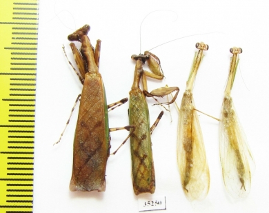 Mantodea sp.  Malaysia, Borneo - INSECTS-STORE.RU