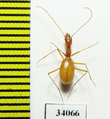 Aphaenops leschenaulti  France - INSECTS-STORE.RU