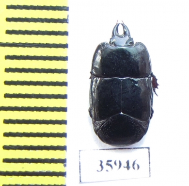 Hololepta sp.  Tanzania - INSECTS-STORE.RU