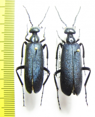 Cyaneolytta sp., pair  Namibia - INSECTS-STORE.RU