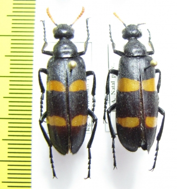 Meloidae sp.  South Africa Rep. - INSECTS-STORE.RU
