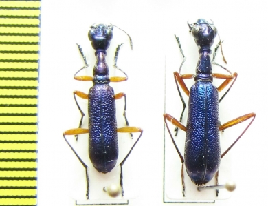 Neocollyris sp.  Nepal - INSECTS-STORE.RU