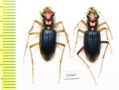 Tetracha ? sobrina, pair  Peru - INSECTS-STORE.RU