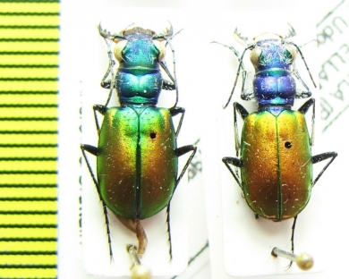 Cicindela scutellaris, pair  USA - INSECTS-STORE.RU