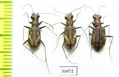 Cylindera obliquefasciata, pair  Tajikistan - INSECTS-STORE.RU