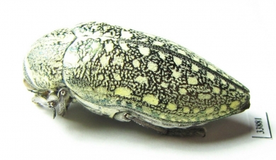 Julodis consobrina  Iran, Busher prov. - INSECTS-STORE.RU