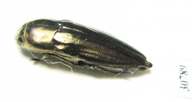 Sphenoptera sp.  Morocco - INSECTS-STORE.RU