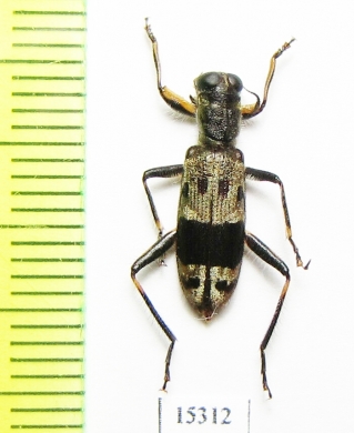 Cleridae sp. Laos - INSECTS-STORE.RU