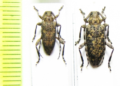 Aderpas pauper, pair  Namibia - INSECTS-STORE.RU