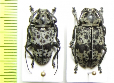 Frea maculicornis, pair  Congo - INSECTS-STORE.RU