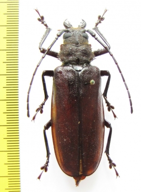 Gnathonyx piceipennis, female  Indonesia, Papua 60mm - INSECTS-STORE.RU