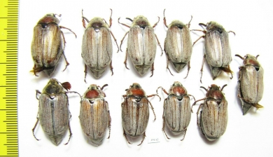 Melolontha hippocastani  Russia, Tver reg. - INSECTS-STORE.RU