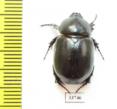 Pentodon sp.  Morocco - INSECTS-STORE.RU