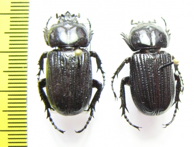 Phileurini sp.  Peru - INSECTS-STORE.RU