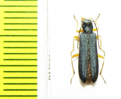 Ischnomera abdominalis  Russia, Far East - INSECTS-STORE.RU