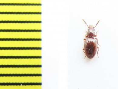 Salpingidae, Pseudorabocerus lederi  Russia, N.Caucasus - INSECTS-STORE.RU