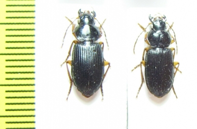 Carabidae sp.  South Africa Rep. - INSECTS-STORE.RU