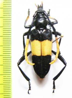 Pachyteria dimidiata  Thailand - INSECTS-STORE.RU