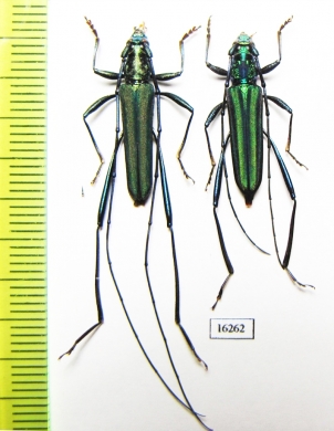 Chloridolum cinnyris, pair  Indonesia, Sumatra - INSECTS-STORE.RU